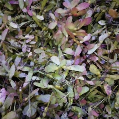 九角枫种子 绿化苗木种子供应 全国发货 自家苗圃