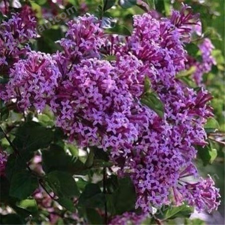 今年新採 紫丁香种子 发芽率高 提供种植技术 全国发货