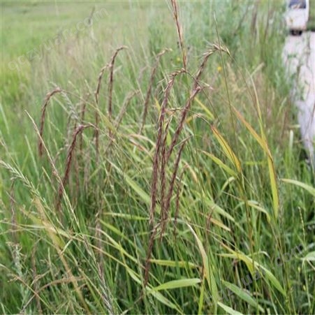 披碱草 各种草籽 基地直销绿化苗 提供种植技术